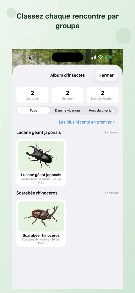 Collection d’insectes rencontrés classés par groupe